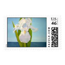 White Iris2 postage by tkrysak White Iris2 postage