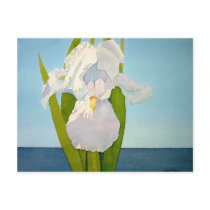 White Iris2 postcards