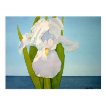 White Iris2 postcards