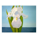 White Iris2 posters