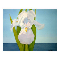 White Iris2 posters