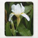 White Iris 1