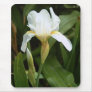 White Iris 1