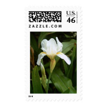 White Iris 1 Postage