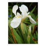 White Iris 3