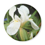 White Iris 3