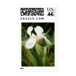 White Iris 3