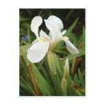 White Iris 3