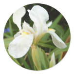 White Iris 3