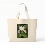 White Iris 4