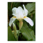 White Iris 4