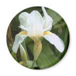 White Iris 4