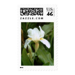 White Iris 4