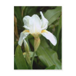 White Iris 4