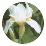 White Iris 4