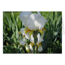 White Iris Greeting cards