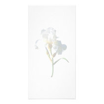 White Iris in Sunshine photo cards