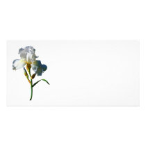 White Iris in Sunshine Customized Photo Card