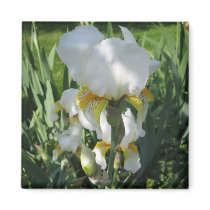 White Iris Mgnet magnets