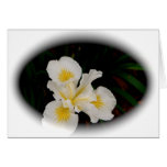 White Iris Oval Greeting Card