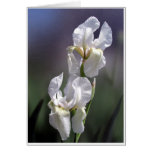 White Iris Pair cards