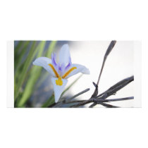 White Iris Photo Card