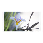White Iris Photo Card photo cards