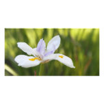 White Iris Photo Card photo cards