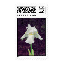 White Iris Postage Stamp