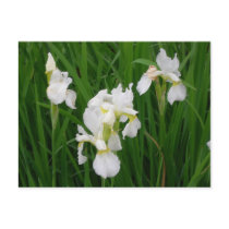 white iris postcards