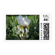 White Iris Stamp