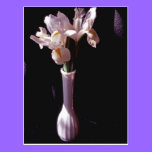 White Irises In White Vase Postcard postcards