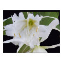White ismene lily posters by Everythingbridal White ismene lily posters