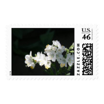 White Jacobs Ladder Postage Stamp