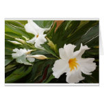 flowers, white, jasmine, wedding, shower, blank,
