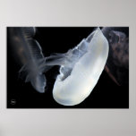 White Jellyfish posters