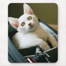 "White Kitten In A Camera Bag" Mousepad mousepads