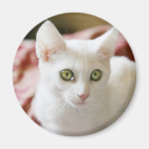 White Kitten Portrait Magnet magnets