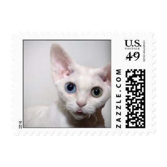 White Kitten Postage Stamps