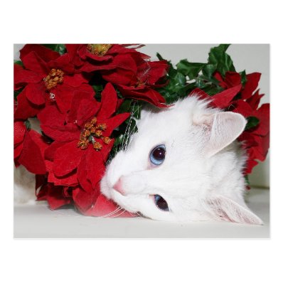 White kitty Christmas Postcards