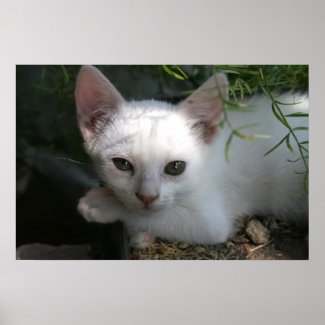 White kitty print