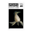 White Koi Postage Stamp