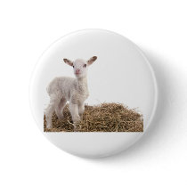 white lamb button