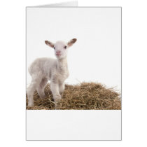 white lamb greeting card