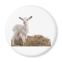 white lamb magnets