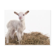 white lamb postcards