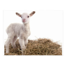 white lamb postcards