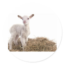 white lamb sticker