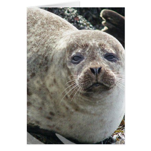 White Leopard Seal Greeting Card