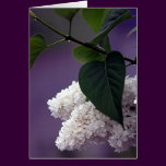 WHITE LILAC